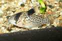 FH_COR_2491(Corydoras melanistius)